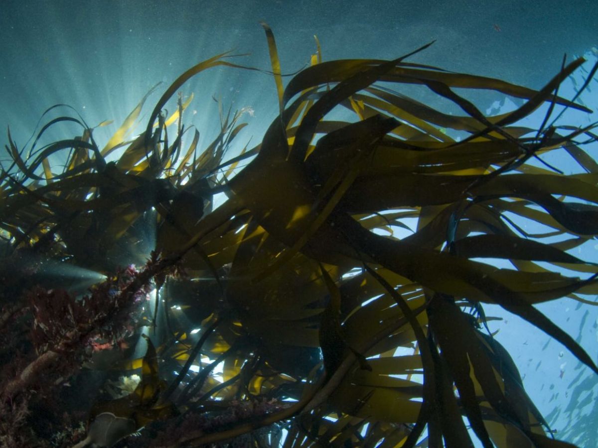 Pourquoi les algues sont le nouvel or vert