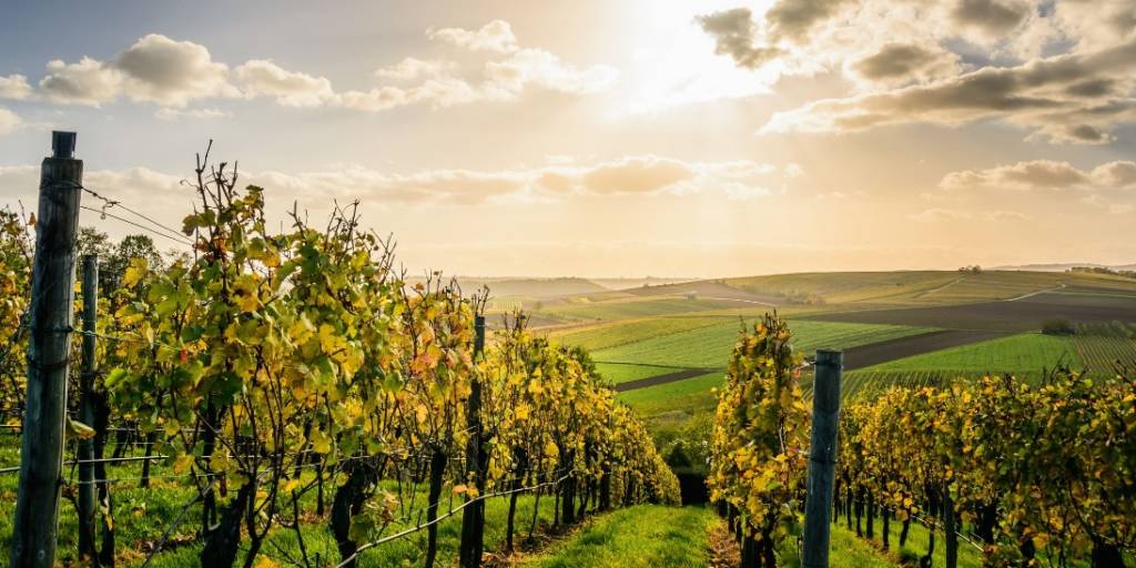 Comment la filière viticole s’adapte au changement climatique