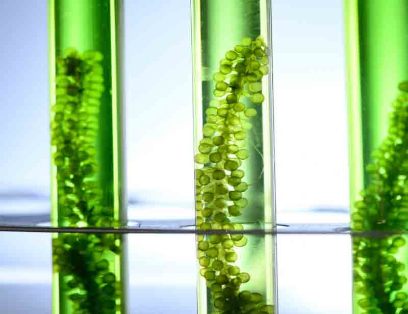 Les algues pourront-elles bientôt produire de l'hydrogène ?