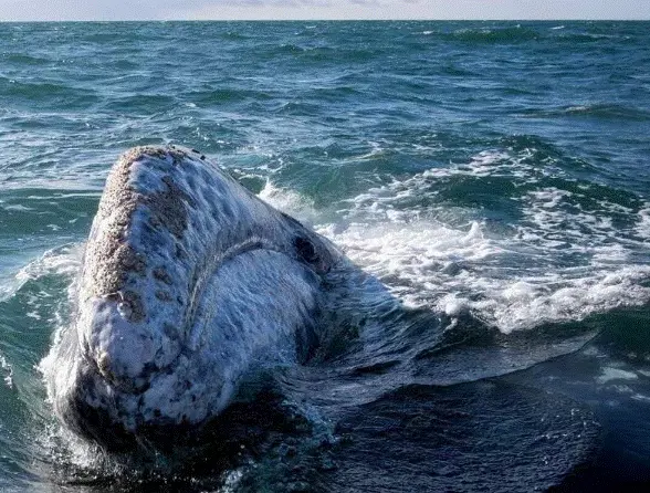 Baleines, éléphants, oiseaux… Les espèces migratrices en grand danger, selon un rapport inédit