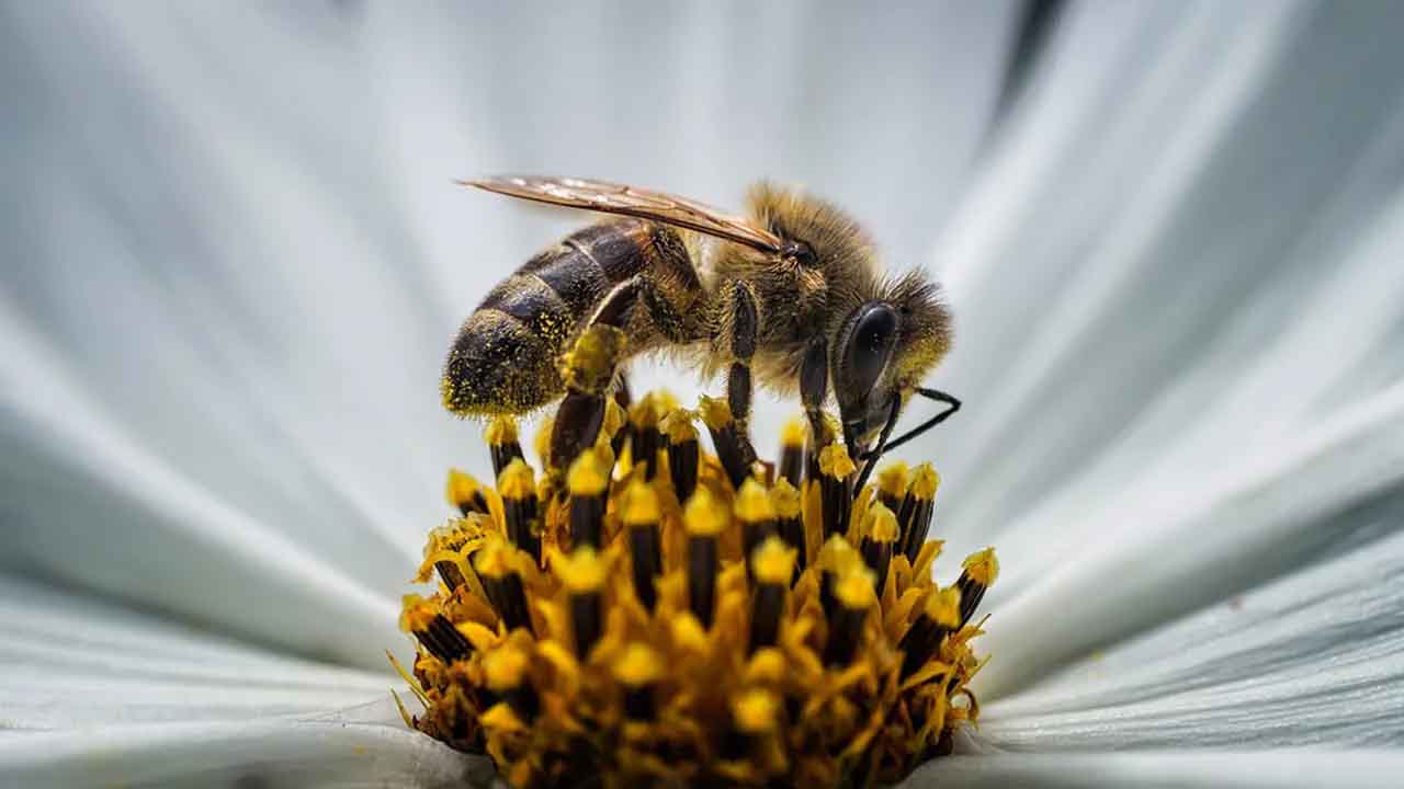 Mesurer la biodiversité avec les abeilles