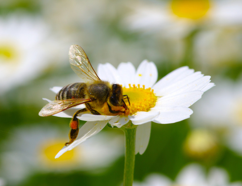 Après les néonicotinoïdes, le gouvernement lance son "plan pollinisateurs" pour sauver les abeilles
