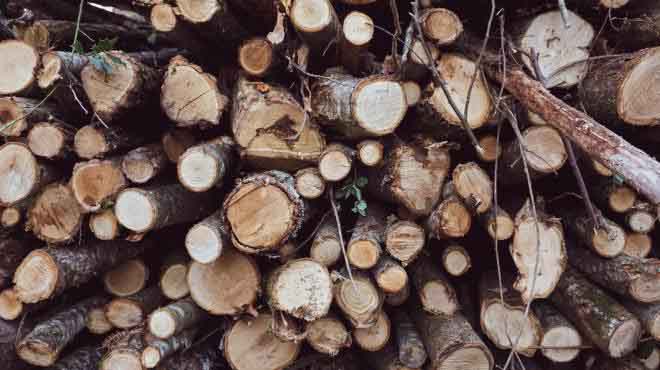 Le bois-énergie, quelle place dans la transition environnementale ?