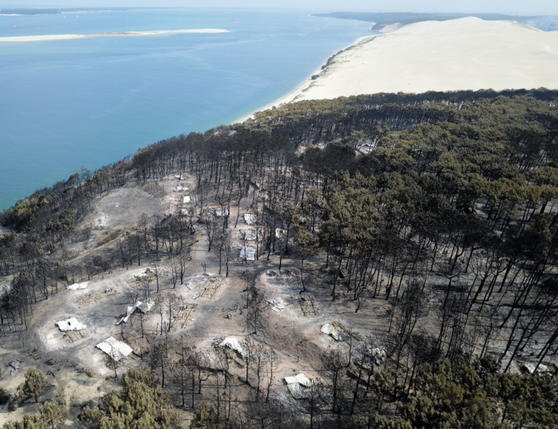 Incendies : comment reboiser les forêts détruites par les flammes ?