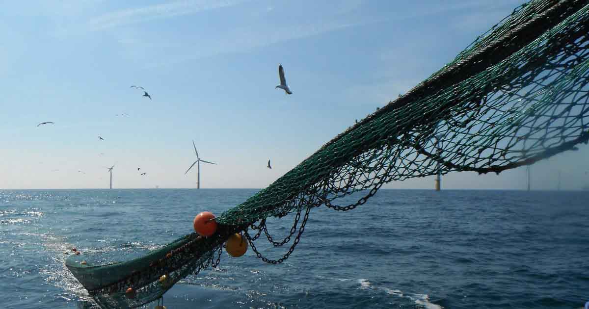 Éolien en mer : le consortium mené par EDF exploitera le premier parc de Centre Manche